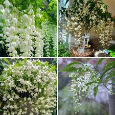 Climbing Weeping Jasmine Seeds for Planting, 300 pcs Fragrant Climber Jasmine...