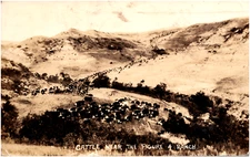 Cattle Near the Figure 4 Ranch in North Dakota ND 1935 RPPC Postcard Photo