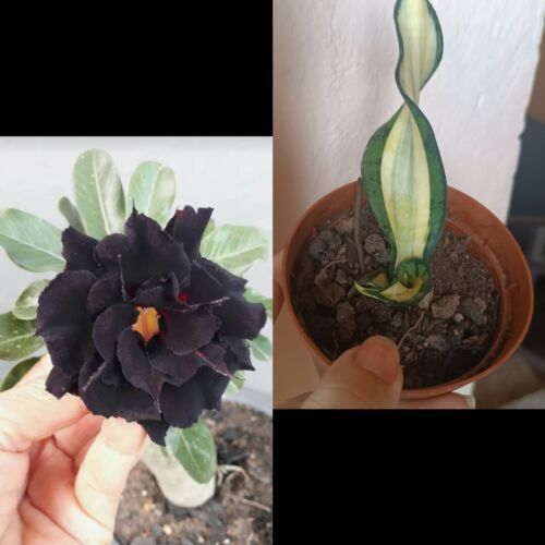 Sansevieria Golden Wendy Y Adenium Obesum De Flor Negra