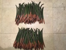 250 red mangrove SEEDS 5-11 inches each salt or fresh aquarium fish plants