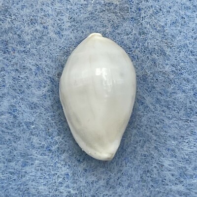 Procalpurnus lacteus 15.9mm F++ No Data