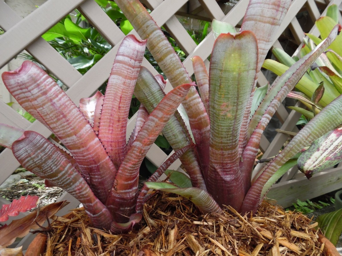 Aechmea NUDICAULIS PARATI Bromeliad one tropical plant *MEDIUM* | eBay