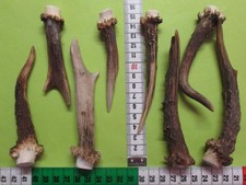 Rehstangen    Hirschhorn    Gehörn   Kauknochen   Geweihsnack  ( R 29 )