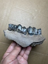 196g Ice Age bison tooth specimen Pleistocene