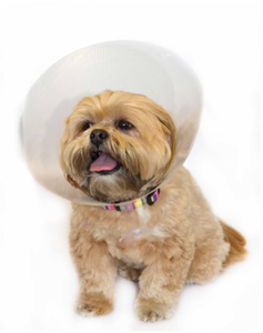 dog surgery collar