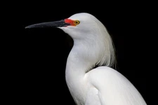 Snowy Egret by Jim Cumming Wildlife Photography Giclee Print Ships Free