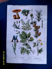 Chromolithographic print. BOTANY. c1880s. VG. 