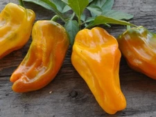 20 New Harvest of Fresh Sweet Golden Marconi Premium Pepper Seeds-A 35