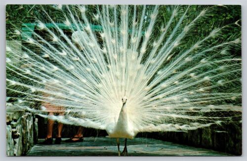 FL Saint St. Petersburg Sunken Gardens White Peacock Bird Aviary Vtg  Postcard | eBay