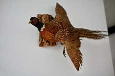 **SALE** excellent  Ringneck  Taxidermy Flying Wall Mount Huge 36” in Length