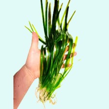 6 Jungle Vallisneria American Val Plants Live Aquarium Plants