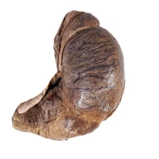 HUGE pig testicle Wet Specimen Preserved Display Collectible Oddity curiosity