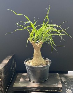 Ponytail palm bonsai material with fat trunk Can be indoors Beaucarnea recurvata