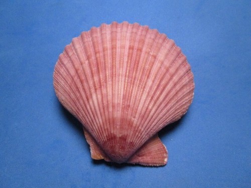 Pecten (Chlamys) senatoria (Gmelin, 1791) "LAVENDER!" (81.2mm) - Picture 4 of 4