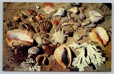 Shells From The Coasts Of Florida and Nearby Islands Vintage Postcard