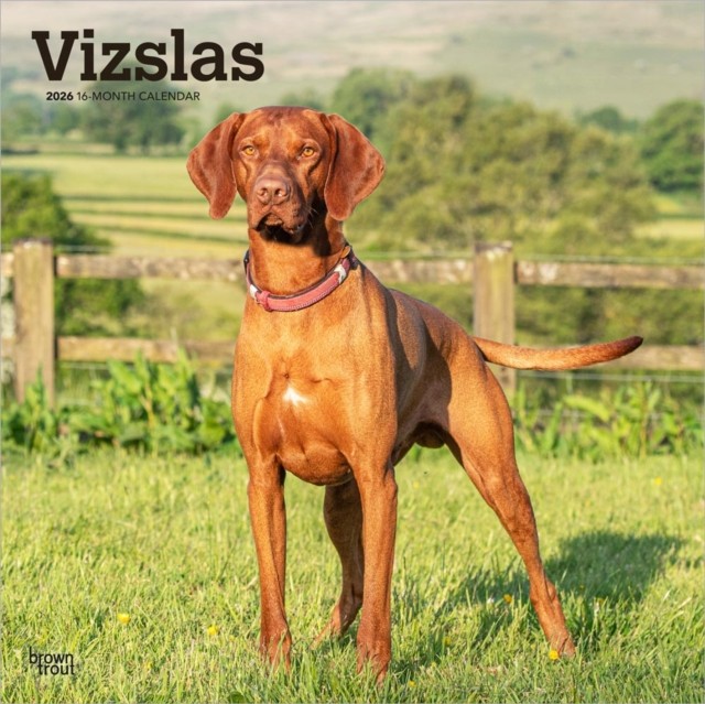 Vizslas 2026 Square Flap Calendar (Calendar)