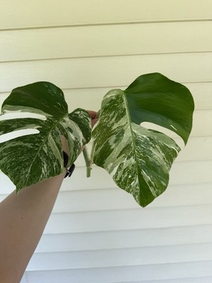 Monstera Albo Borsigiana Medium/High Variegated Top Cutting 2 Leaves -  Plant B | eBay