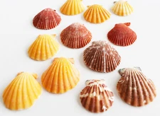 Set of 12 Small Noble Pecten Shells (1 1/2" - 2") Coastal Art & Craft Decorating