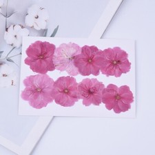 8PCS Real Pressed Dry Flower, pink cherry bloom Flower for art FCD14