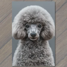 Art Print  Poodle White Gray Round  Fluffy Fur Detailed Portrait Cute Fun