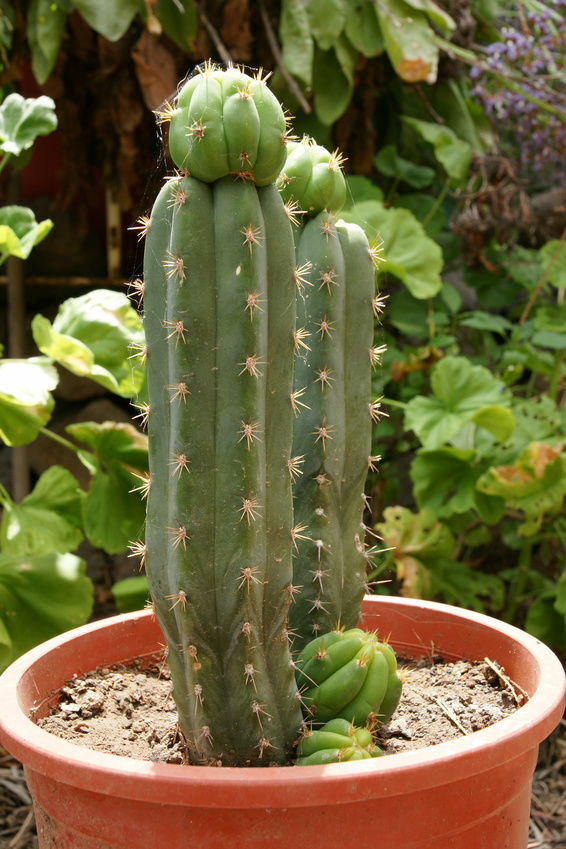 SAMEN Dekorative Zimmer Kaktee San Pedro Kaktus wird traditionell in  Medizin ver | eBay