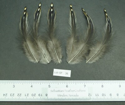 Six 3.75'' to 4'' Jungle Fowl (Gallus sonneratii) Neck Hackle Feathers Lot-SF 36