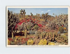 Postcard Cactus Garden The Huntington San Marino California USA
