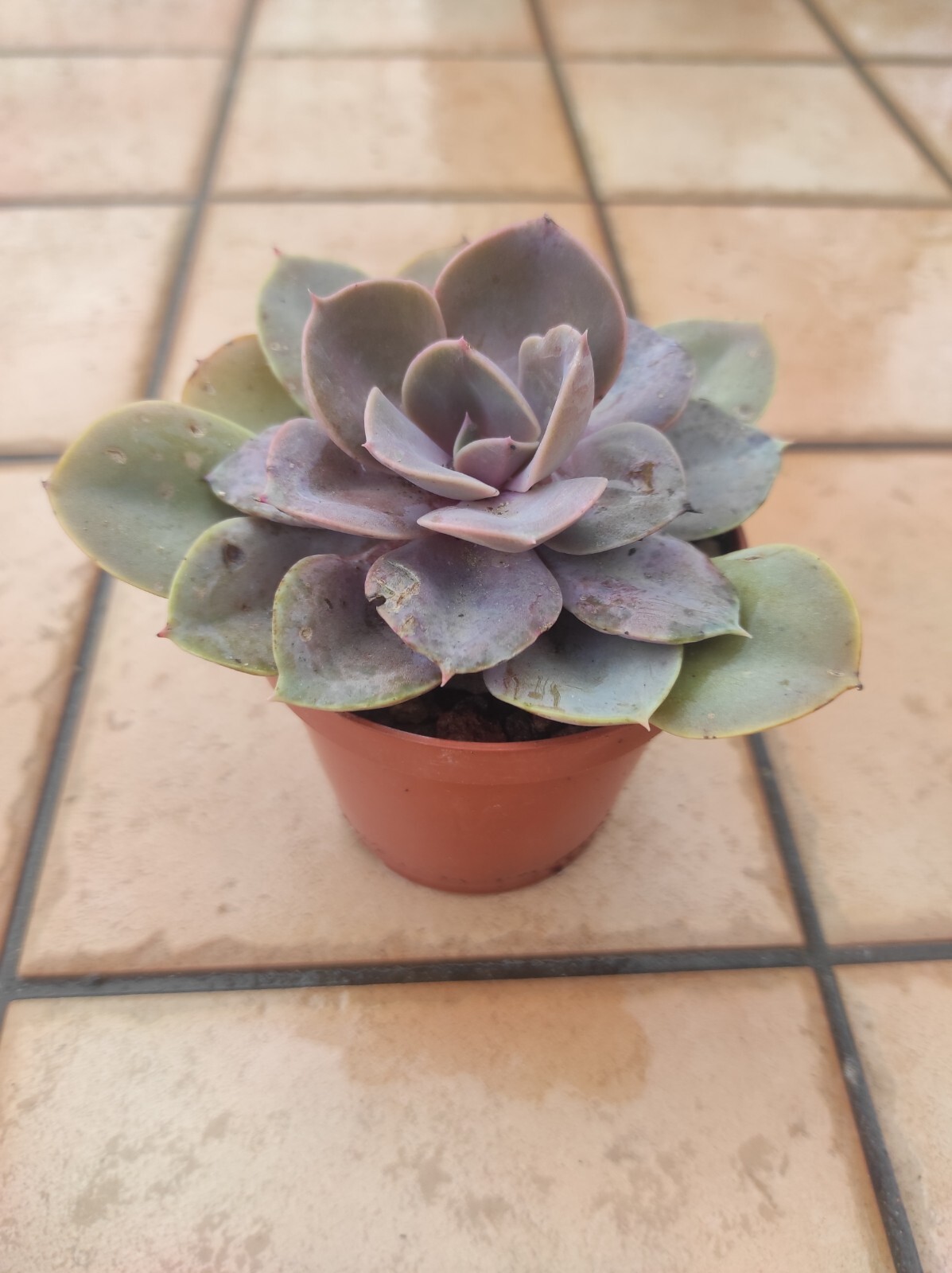 1 Piantina Vaso di ECHEVERIA PERLA DI NORIMBERGA PERLE VON NURNBERG +1 omaggio