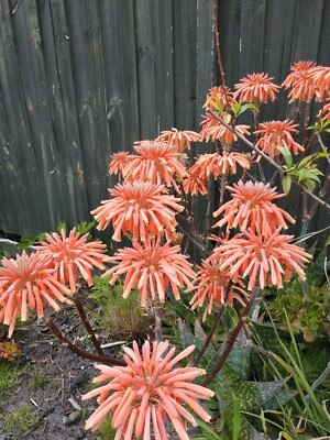 Aloe Vera Plant - treating minor burns and skin irritations, orange flowers  | eBay Australia