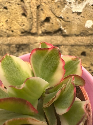 Crassula ARBORESCENS UNDULATIFOLIA variegated plant in a ceramic pot ripple jade - Picture 3 of 10
