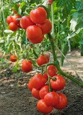 Tomatensamen (7+ Samen); italienische Sorte "Camone" aus 2025