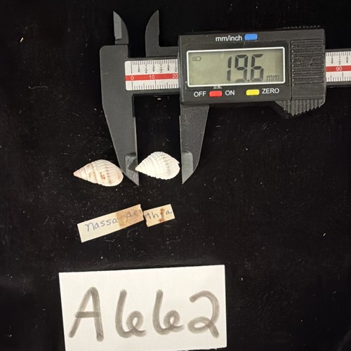 Nassa aethra shells Lot Of 2 Location Unknown (A662)