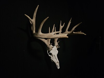 HUGE 205'' Whitetail Deer Shed  Antlers Skull 21 Point Buck! Wedding Decor Cabin!