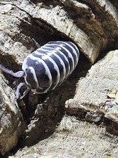 Zebra Isopods   Armadillidium maculatum   10 Count Live Culture