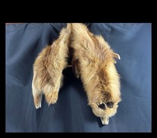 Tanned Red Fox Fur Pelt Hide Soft Natural Fur Craft Taxidermy Rustic Western