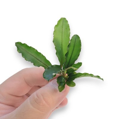Bucephalandra Maestro Blue | eBay