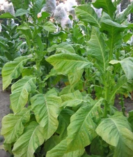 1000 Del Gold Tobacco Seeds ~ Heirloom ~ High Yield  ~ Fast Growing!
