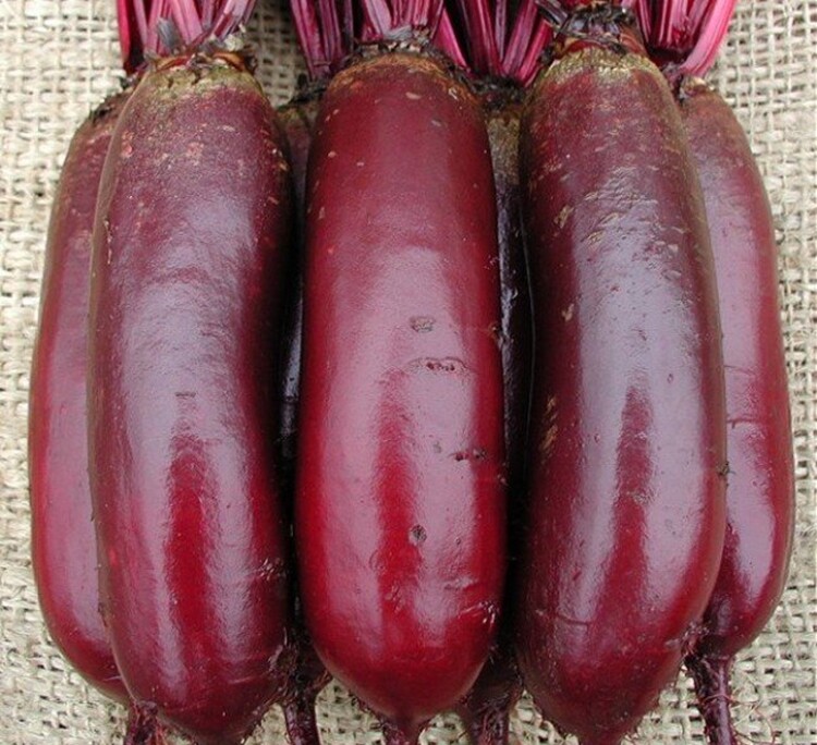 Beetroot seёds, 1500 rare seёds beetroot Cylinder, organic heirloom ...