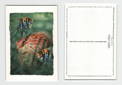 Postkarte - Engel Fisch und Diskusfisch Kunstwerk von Rachel Lockwood UNBESENDET