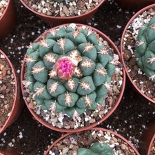 7CM Succulent Cactus Plant Coryphantha Elephantidens Tanshi Home Garden Plant./