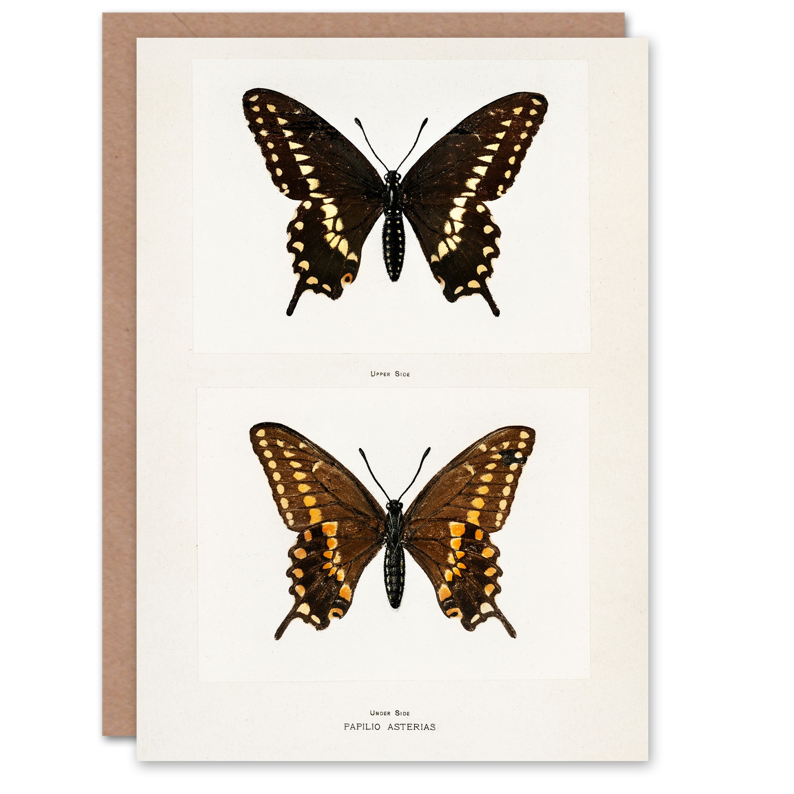 Sherman Denton Art Card Black Swallowtail Butterfly