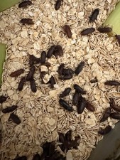 25 Organically Grown Darkling Mealworm Beetles Live