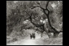 Photo:Hope Ranch,Santa Barbara County,California,CA,c1911