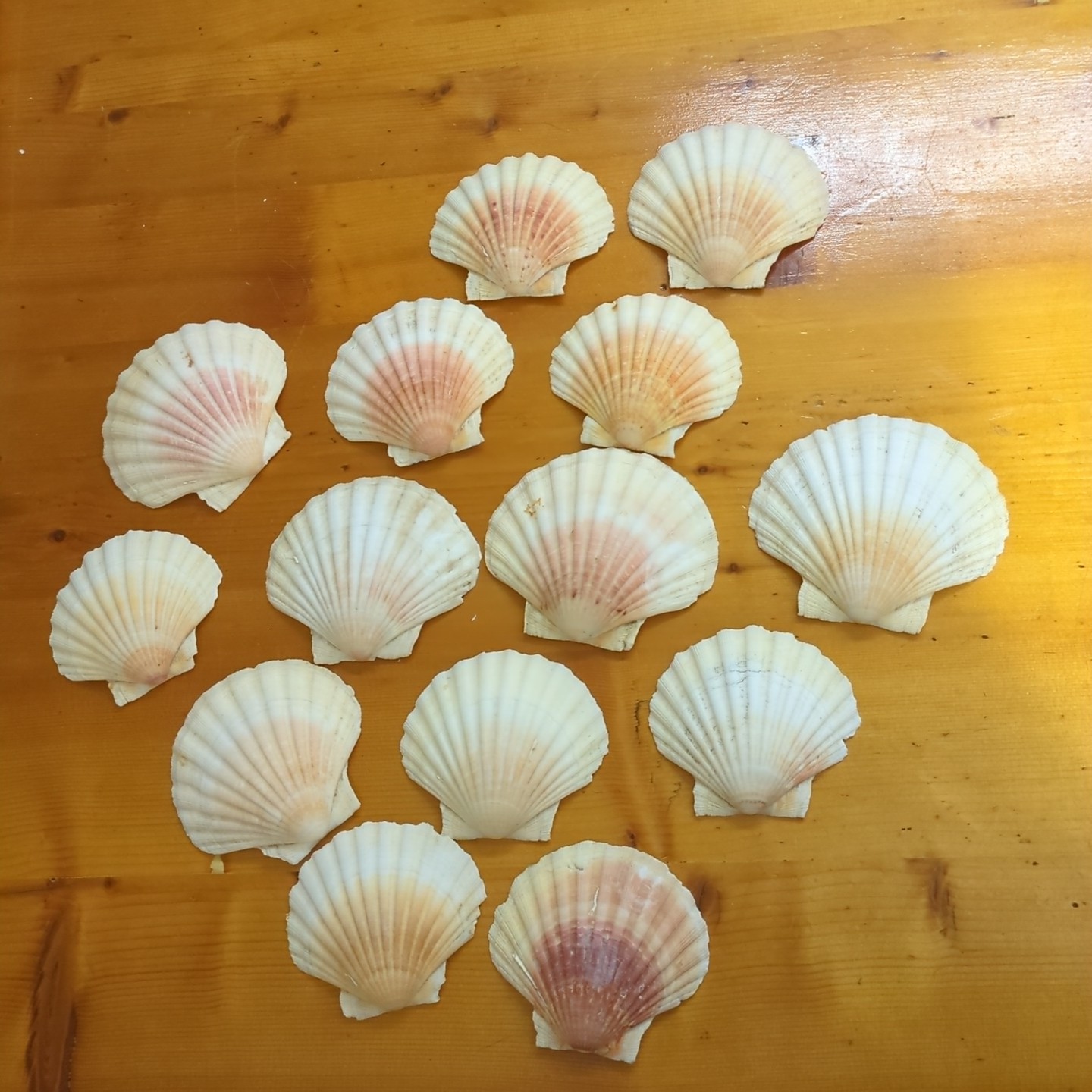 Lotto 14 Conchiglie Capesante Naturali Cucina Decorazione 11-13 cm