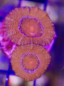 Ultra Acan Coral Frag WYSIWYG Saltwater Aquarium Coral Sale