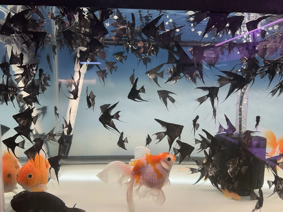 Angel Black Veil Angelfish Nickel Size Body School of 4 - Image 3 of 4