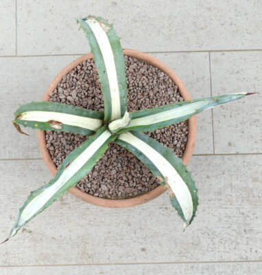 Agave americana mediopicta-alba WHITE VARIEGATED HOS49 - Jahrhundertpflanze | Am