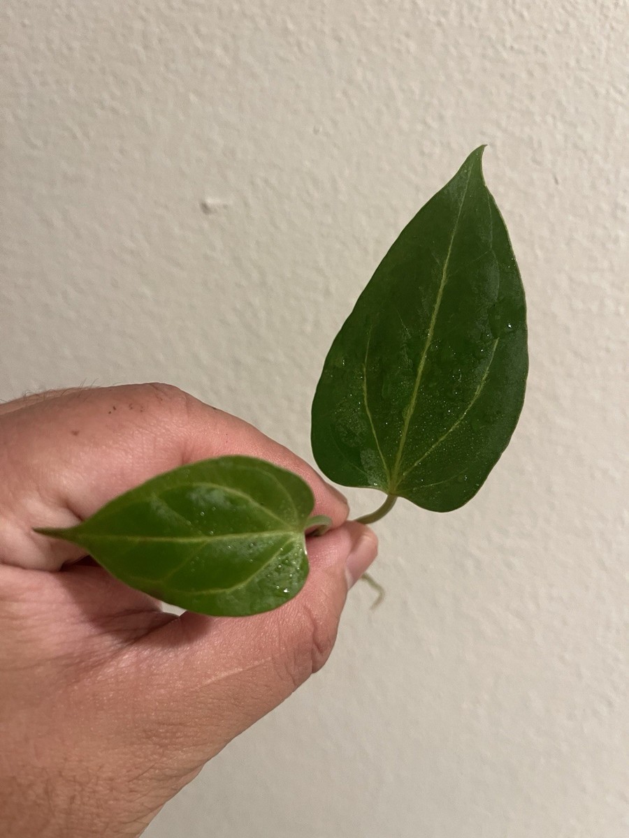 HU / KOS / King of Spades Butterfly Anthurium - US Seller | eBay
