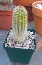 Thrixanthocereus Cullmanianus Cactus  3-4"H X 1.5-2"W Ships Bare Root Rare!