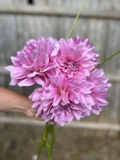Lavender Perfection Dahlia Tuber